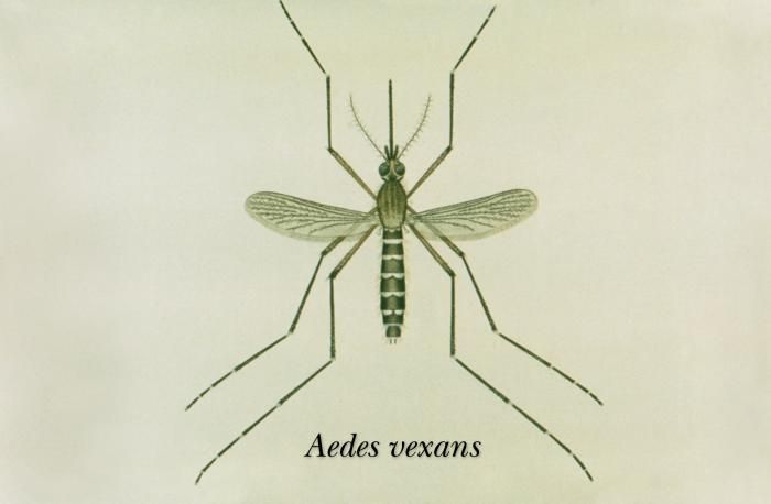 Слика од Aedes vexans (Meigen 1830)