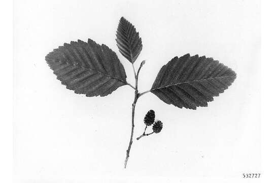 Image of Oregon Alder