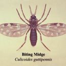 Sivun Culicoides guttipennis (Coquillett 1901) kuva