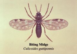 Image de Culicoides guttipennis (Coquillett 1901)