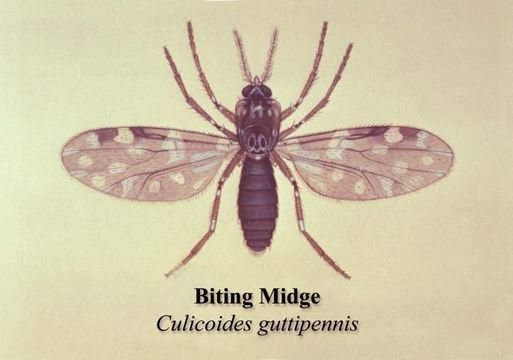 Image of Culicoides guttipennis (Coquillett 1901)