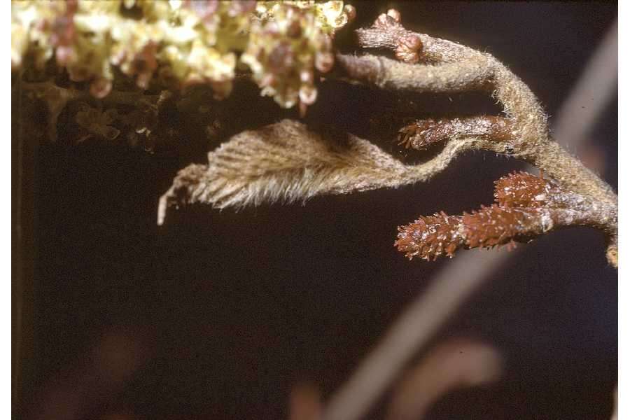 Imagem de Alnus incana subsp. rugosa (Du Roi) R. T. Clausen