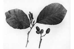 Image of speckled alder