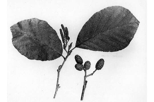 Imagem de Alnus incana subsp. rugosa (Du Roi) R. T. Clausen