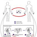 Image de <i>Trichomonas vaginalis</i>