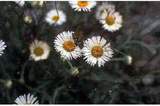 Image of plains fleabane