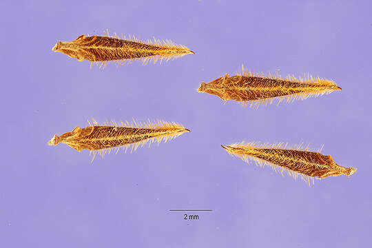 Image of musky stork's bill