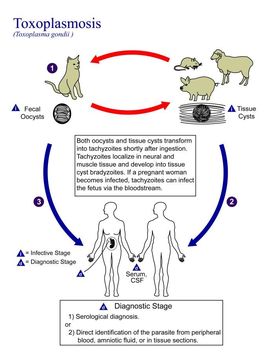 Image of Toxoplasma