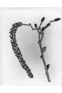 Image of speckled alder