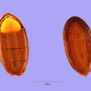 Sivun Albizia saponaria (Lour.) Miq. kuva