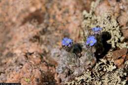 Image of arctic alpine forget-me-not