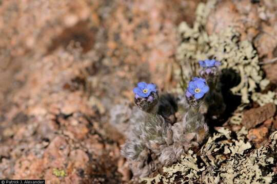 صورة Eritrichium nanum (L.) Gaudin