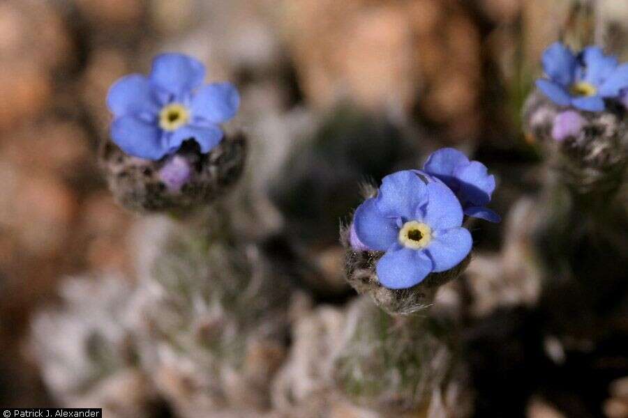 Image of arctic alpine forget-me-not