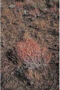 Image of snow buckwheat