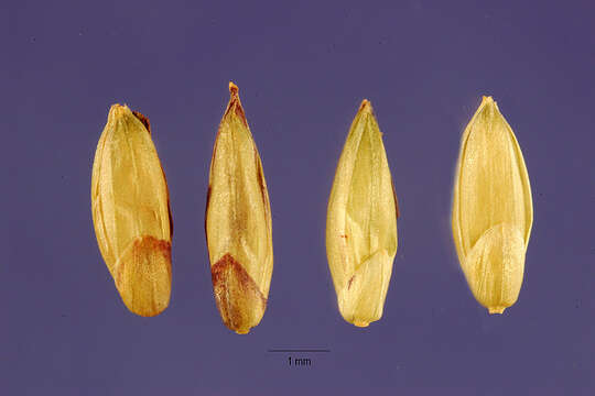 Imagem de Eriochloa barbatus (Trin.) S. Yadav & M. R. Almeida