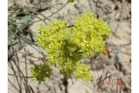 Image of whitewoolly buckwheat