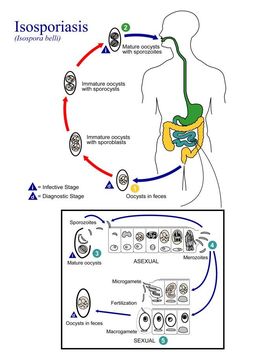 Image of Isospora