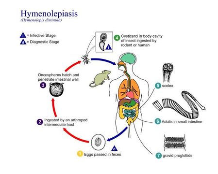 Imagem de Hymenolepis