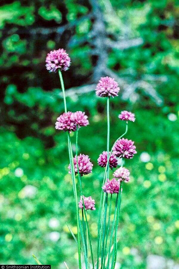 Image of sand leek