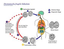 Image de Dientamoeba