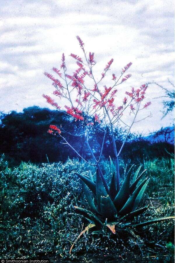 Image of Aloe secundiflora Engl.