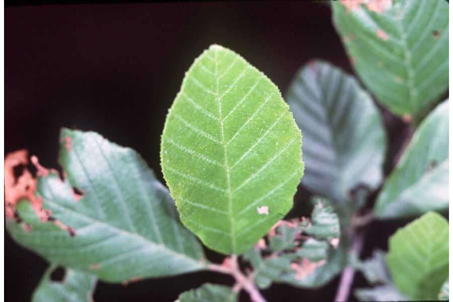 Plancia ëd Alnus serrulata (Aiton) Willd.