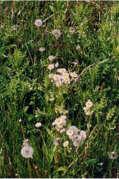 Image of Philadelphia fleabane