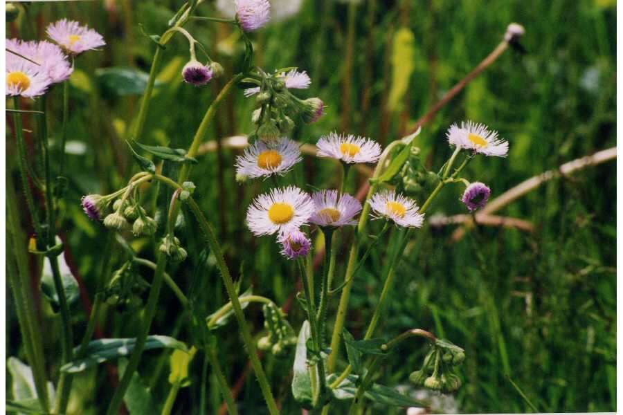 Image of Philadelphia fleabane