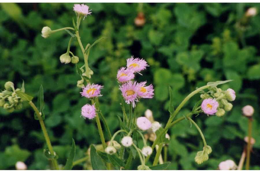 Image of Philadelphia fleabane