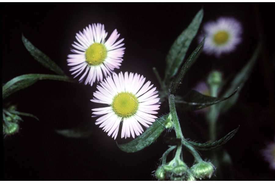 Image of Philadelphia fleabane