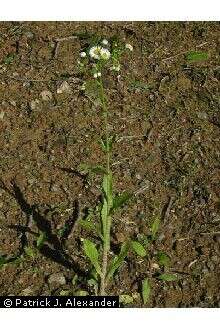 Image of Philadelphia fleabane