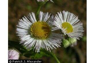 Image of Philadelphia fleabane