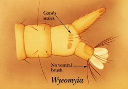 Plancia ëd Wyeomyia