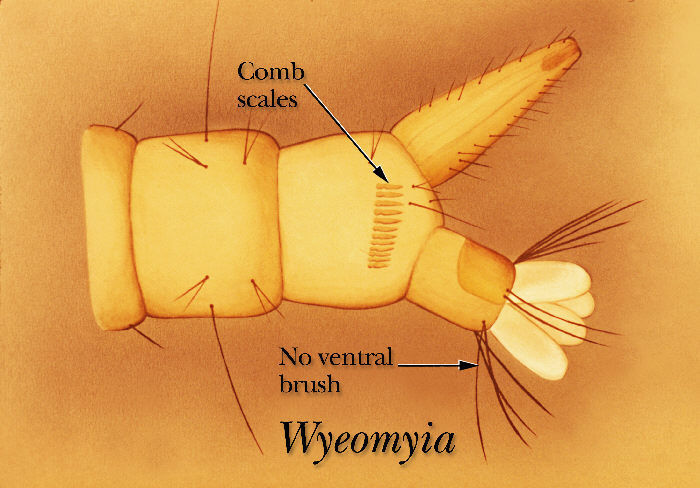 Слика од Wyeomyia