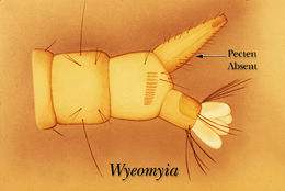 Plancia ëd Wyeomyia