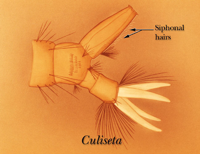 Image of Culiseta