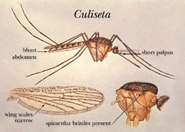 Image of Culiseta
