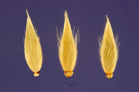 Imagem de Eriochloa polystachya Kunth