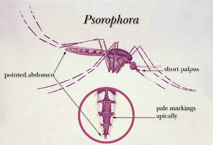 Image of Psorophora