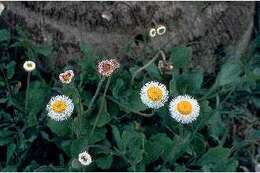 Image of Corpus Christi fleabane