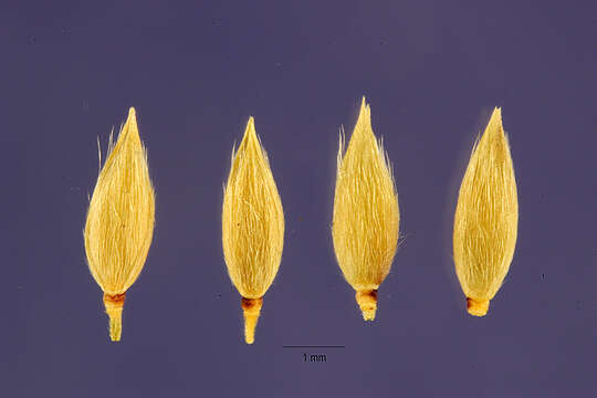Sivun Eriochloa barbatus (Trin.) S. Yadav & M. R. Almeida kuva