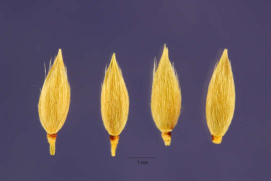 Imagem de Eriochloa barbatus (Trin.) S. Yadav & M. R. Almeida