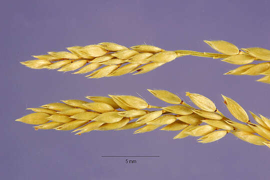 Слика од Eriochloa barbatus (Trin.) S. Yadav & M. R. Almeida