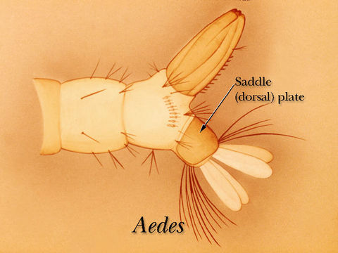 Image of Aedes