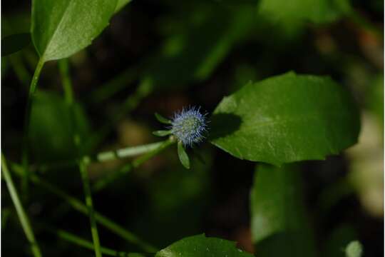 Eryngium prostratum Nutt. ex DC. resmi