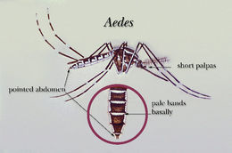 Image of mosquito