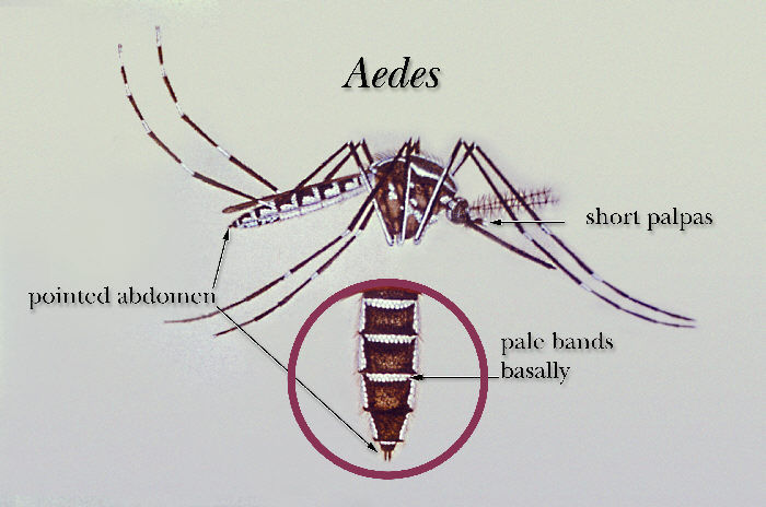 Image of mosquito