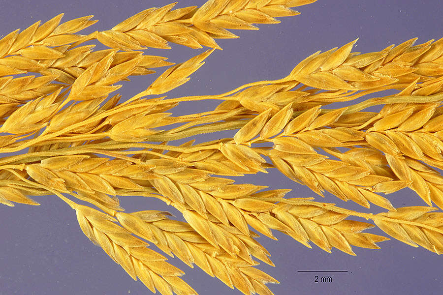 Sivun Eragrostis prolifera (Sw.) Steud. kuva