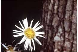 Plancia ëd Erigeron pulchellus Michx.