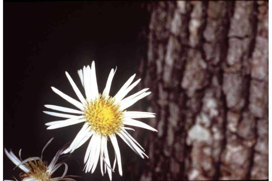 Plancia ëd Erigeron pulchellus Michx.